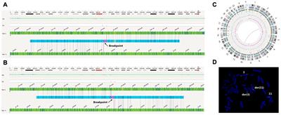 Case report: Optical genome mapping revealed double rearrangements in a male undergoing preimplantation genetic testing